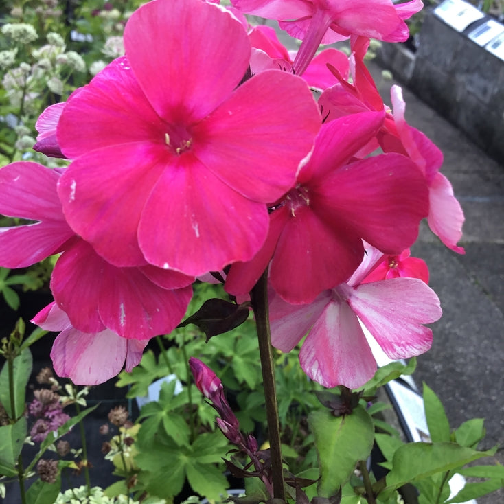 Phlox paniculata 'Tenor'