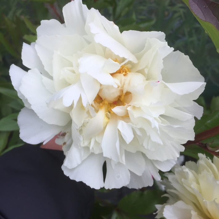 Paeonia lactiflora ‘Kelways Glorious’