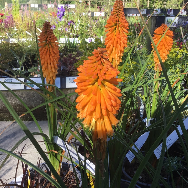Kniphofia 'Pyromania Orange Blaze' Pollinator plant