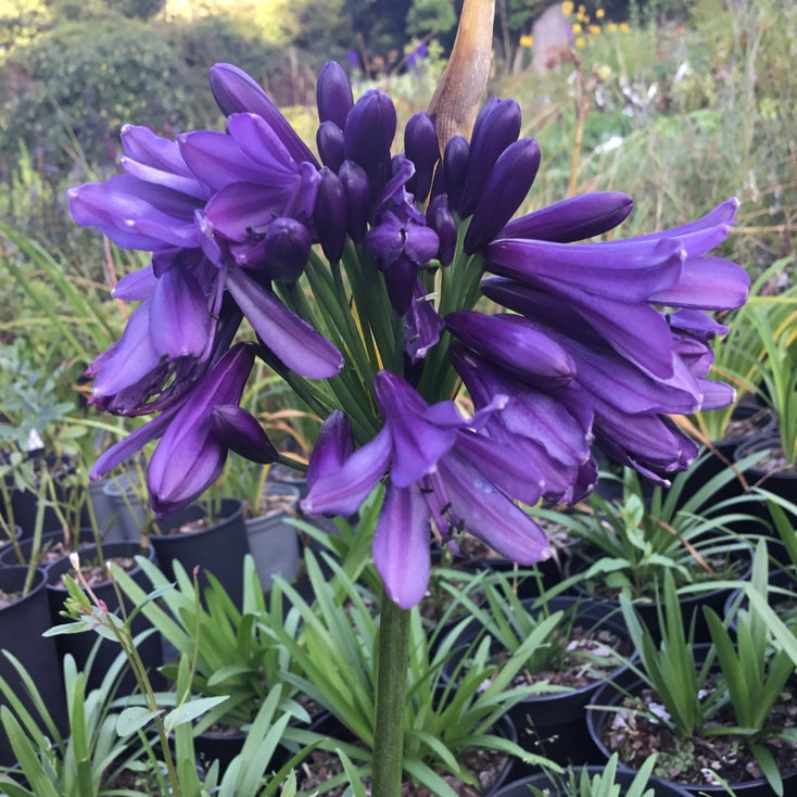 Agapanthus 'Poppin Purple'