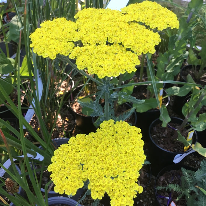 Achillea 'Moonshine'