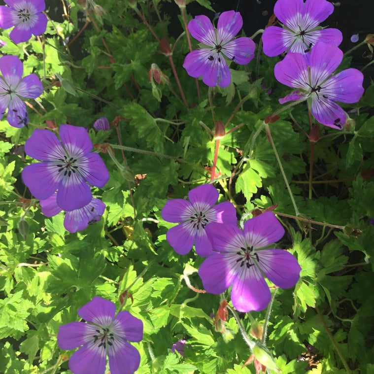 Geranium wallichianum Sylvias Surprise