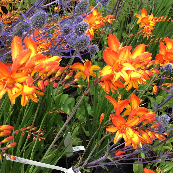 Crocosmia 'Firestars Scorchio'