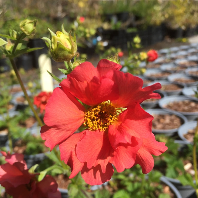Geum 'Coral Tempest Recent introduction