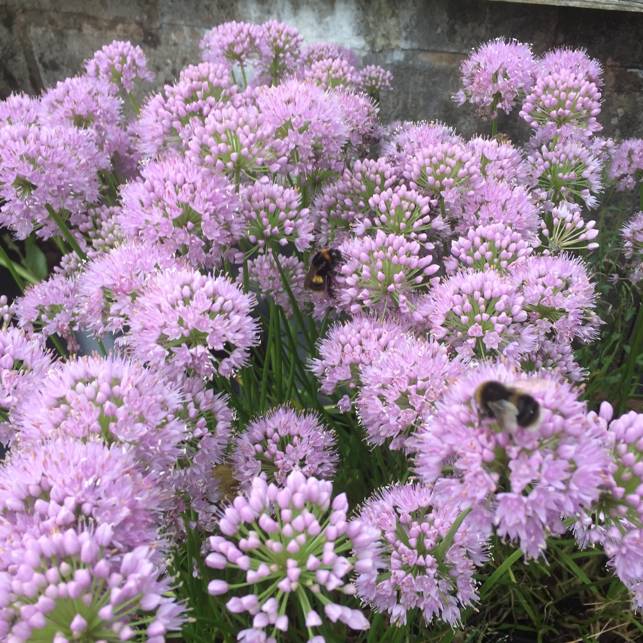 Allium x ‘In Orbit’ Recent introduction