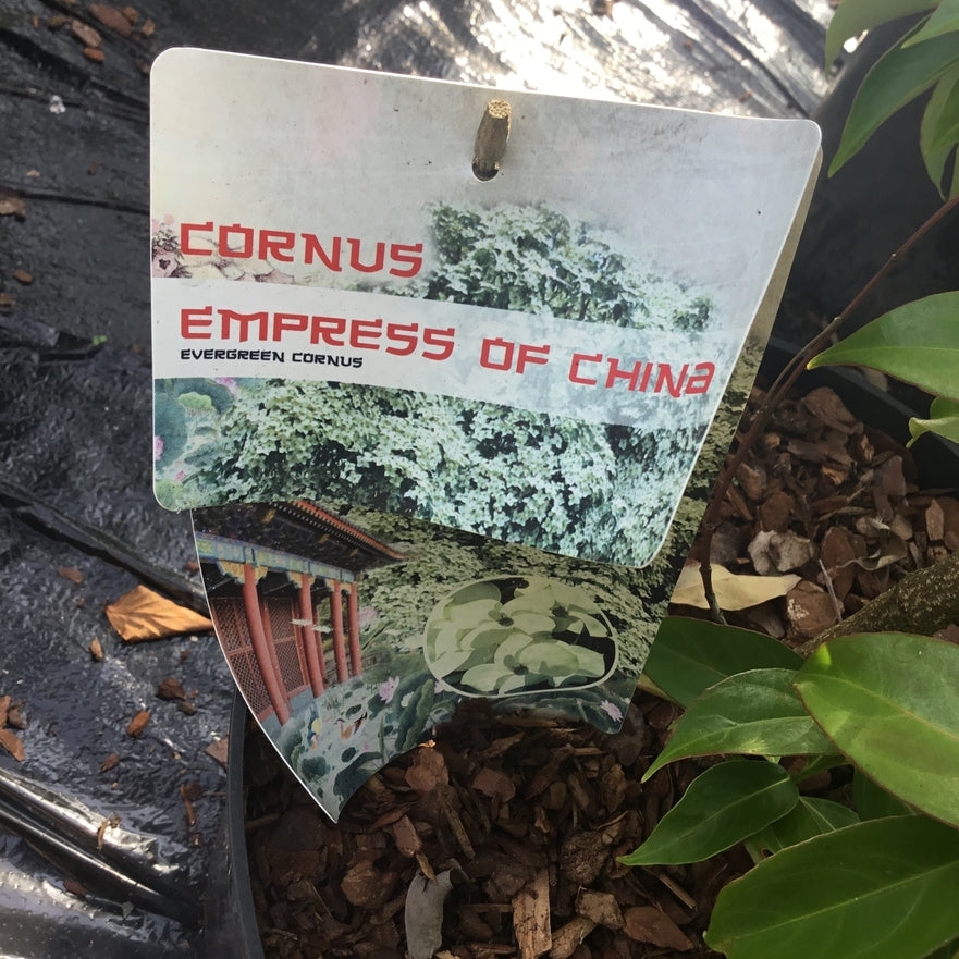 Cornus Angustata 'Empress Of China