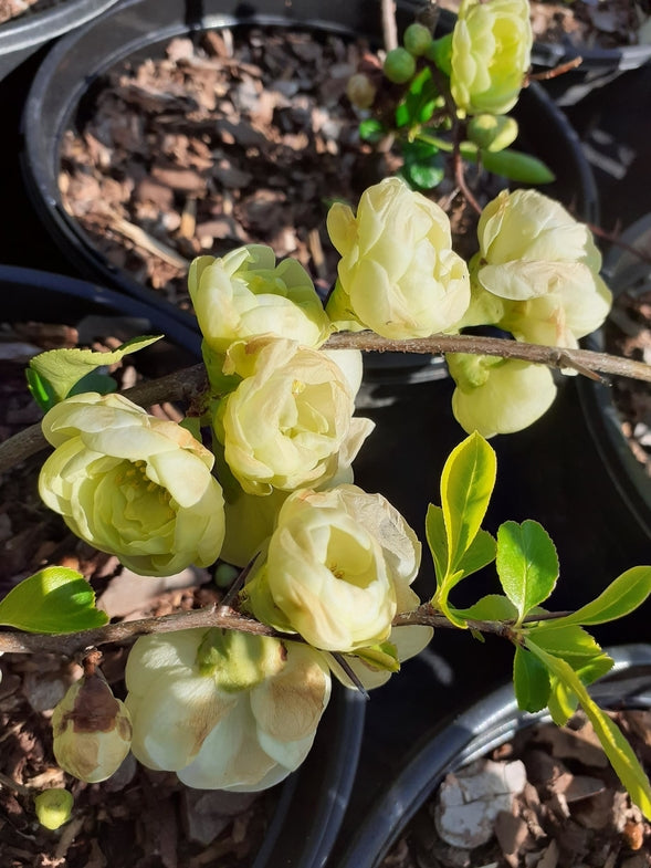 Chaenomeles speciosa 'Kinshiden'