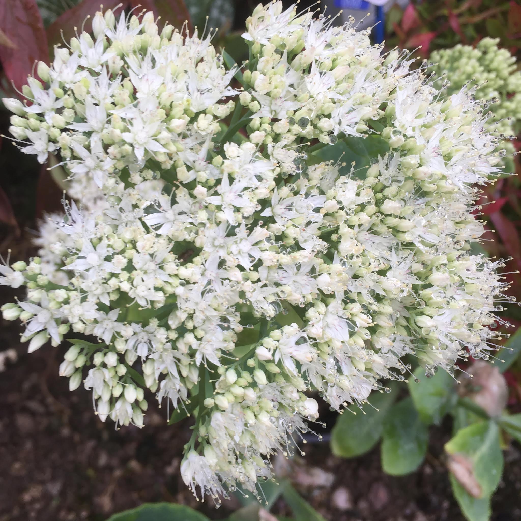 Sedum spec. 'Iceberg' (Stonecrop) Attractive to bees, butterflies & insect eating birds