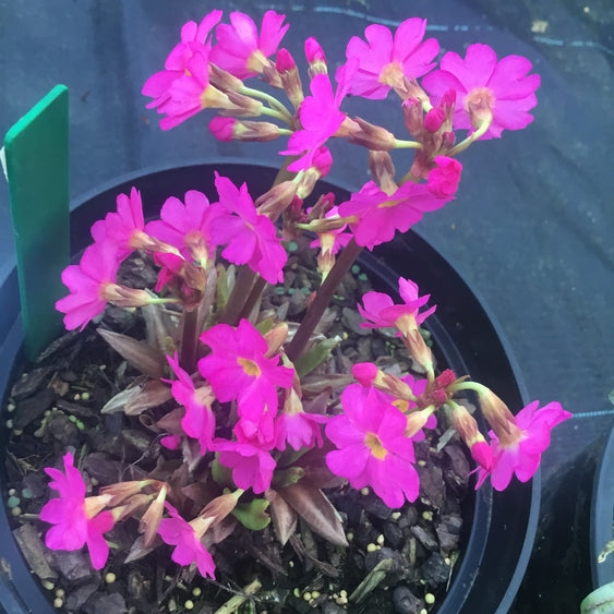 Primula rosea 'Grandiflora'