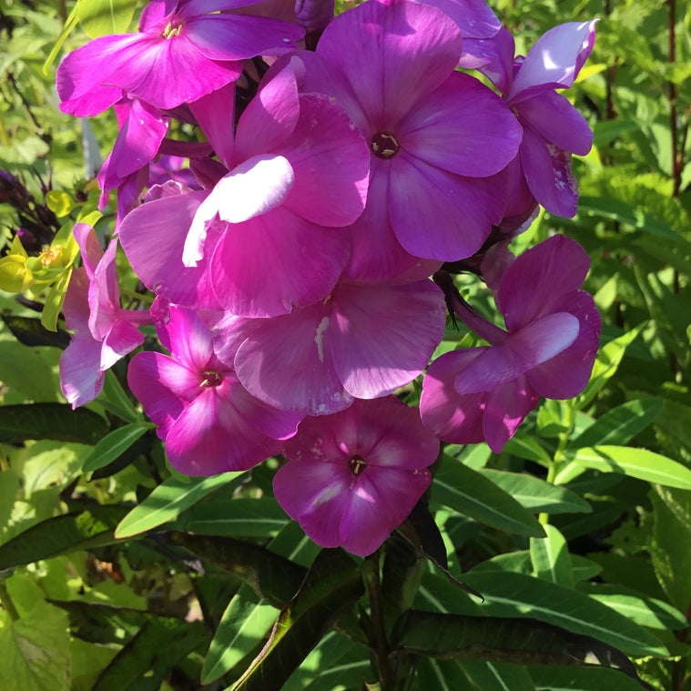 Phlox paniculata 'Sweet Summer Temptation'