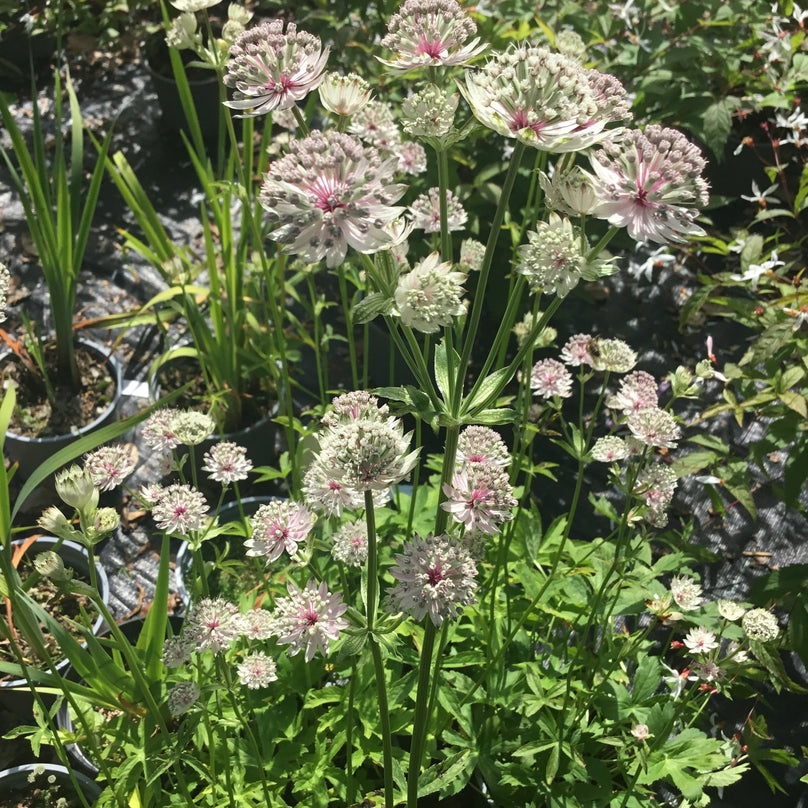 Astrantia 'Pink Sensation' Recent introduction