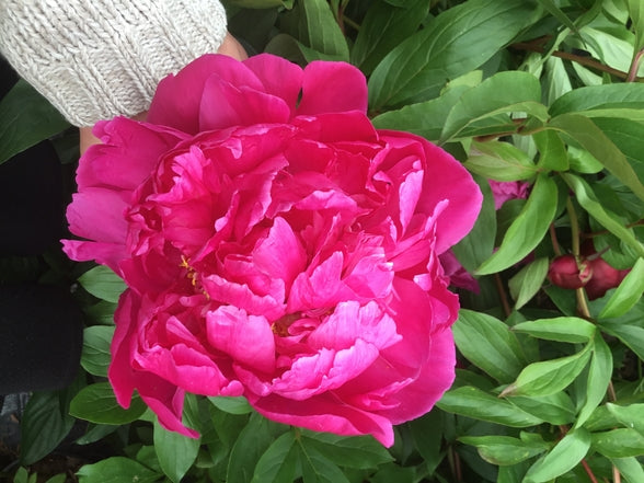 Paeonia lactiflora ‘Reine Hortense’