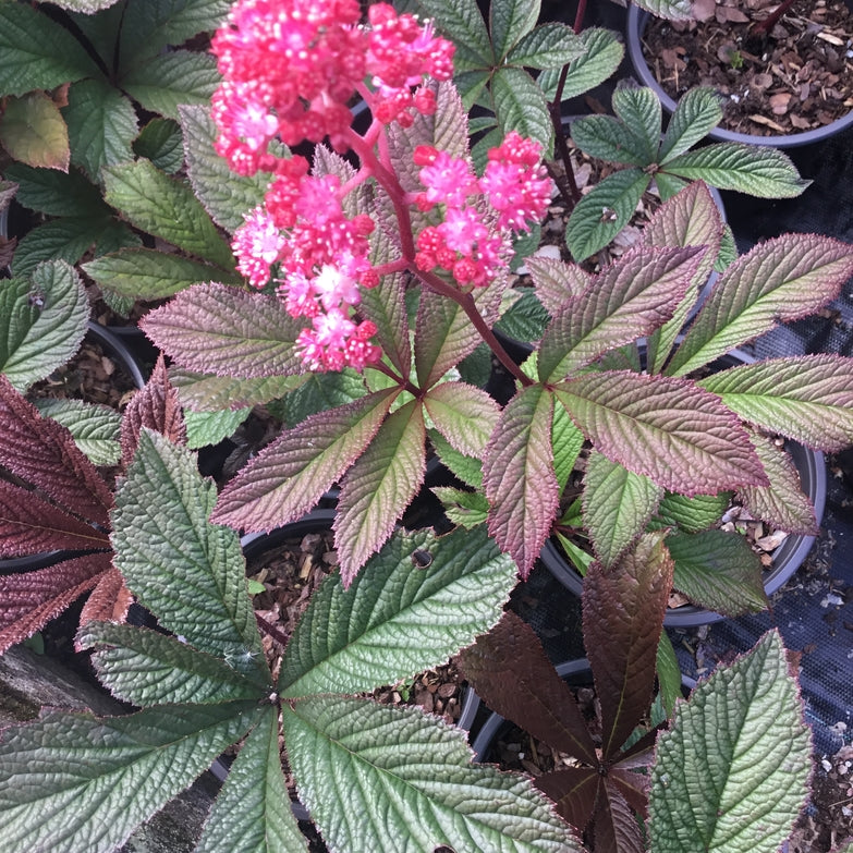 Rodgersia 'Bronze Peacock' Pollinator plant