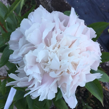 Paeonia ‘Pecher’