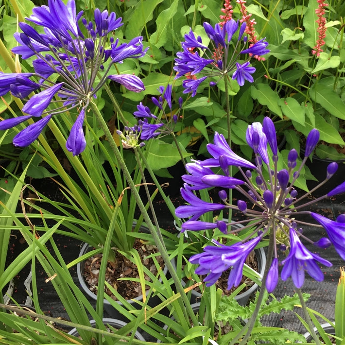 Agapanthus 'Brilliant Blue'