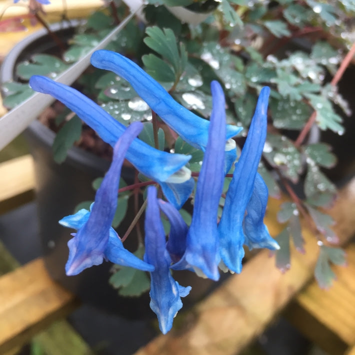 Corydalis curviflora rosthornii 'Blue Heron'