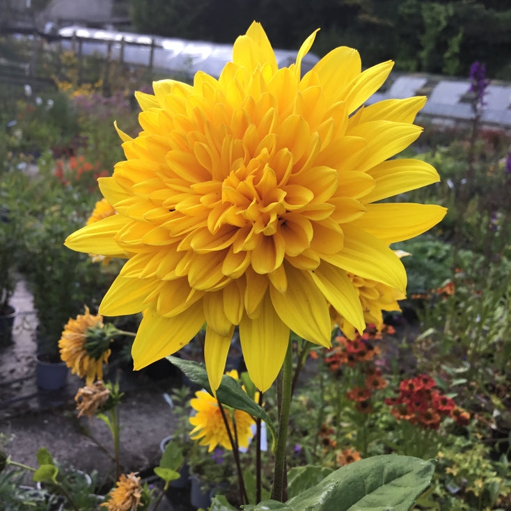 Helianthus X multiflorus 'Sunshine Daydream'