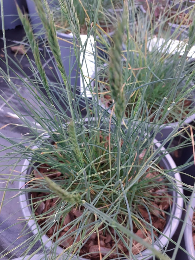 Festuca glauca 'Elijah Blue'