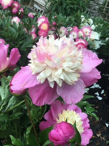 Paeonia 'Mr. G. F Hemerick'