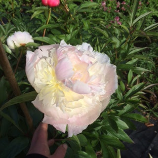 Paeonia lactiflora 'Fairys Petticoat'