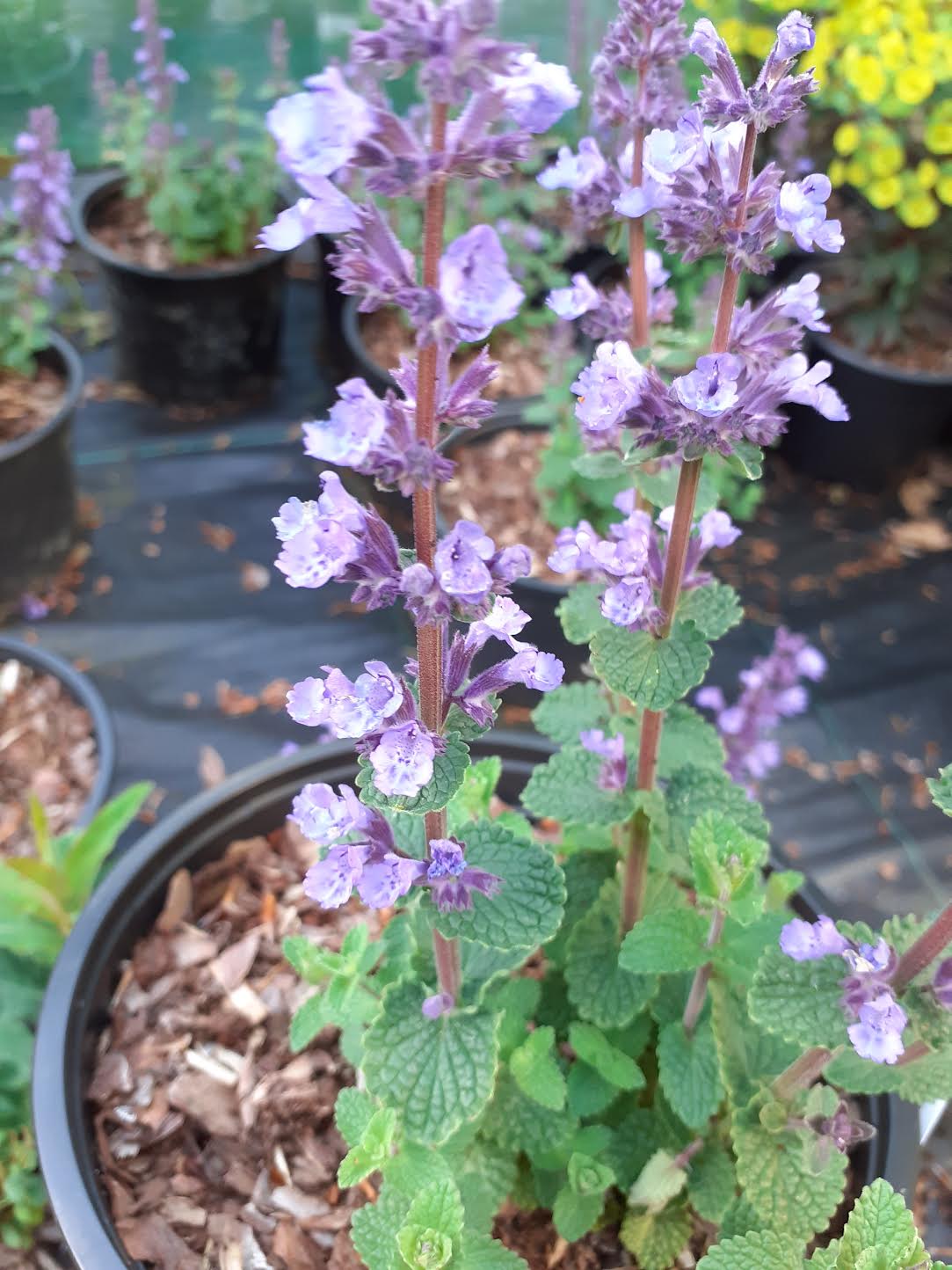 Nepeta 'Cat's Pajamas'
