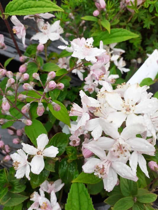 Deutzia x hybrida 'Mont Rose'
