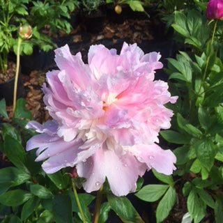 Paeonia 'Eden's Perfume'
