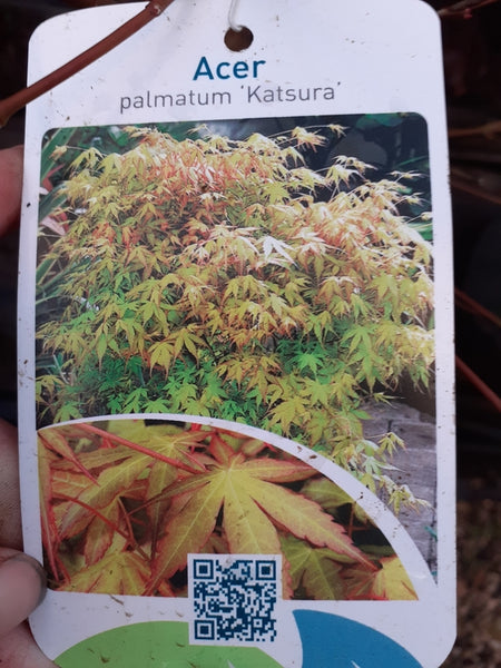 Japanese Maple Acer Palmatum 'Katsura' Tree – 150cm Tall In 14 Litre Pot | Ornamental Garden Tree