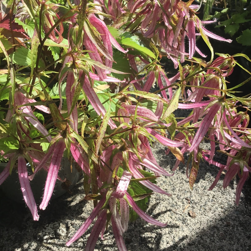Campanula 'Pink Octopus' PBR Recently introduced
