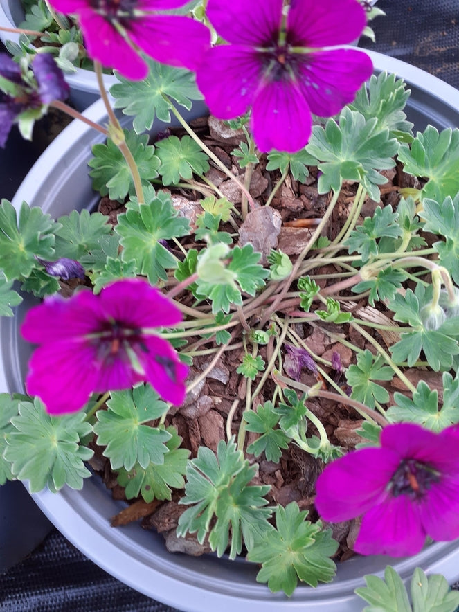Geranium 'Jolly Jewel Red'