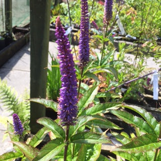 Veronicastrum virginicum Red Arrows