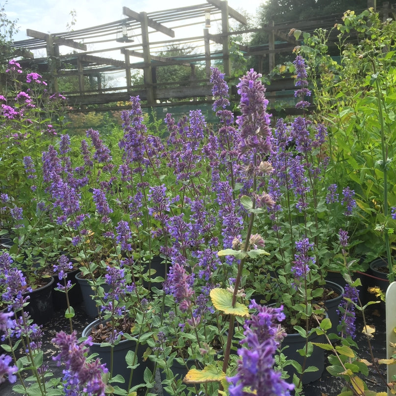 Nepeta 'Summer Magic' (Catmint) Attractive to bees & other pollinators