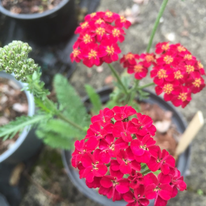 Achillea millefolium 'Red Velvet'