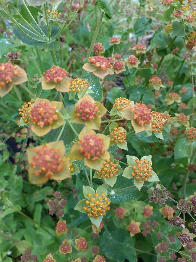 Bupleurum longifolium