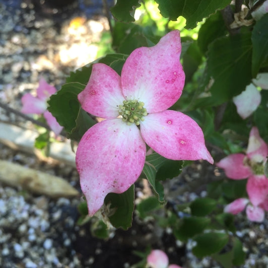 Cornus kousa 'Beni Fuji'