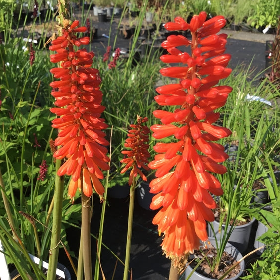 Kniphofia 'Echo Rojo'