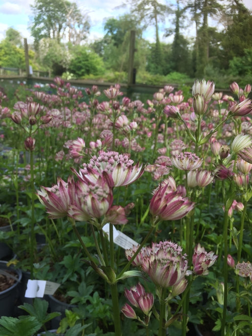Astrantia major 'Sparkling Stars Pink'