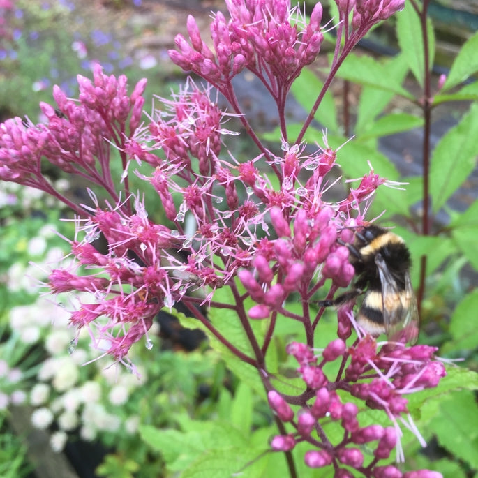 Eupatorium maculatum 'Phantom' PBR