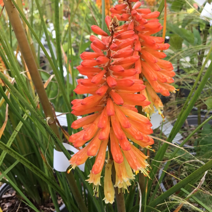 Kniphofia 'Pyromania Backdraft'