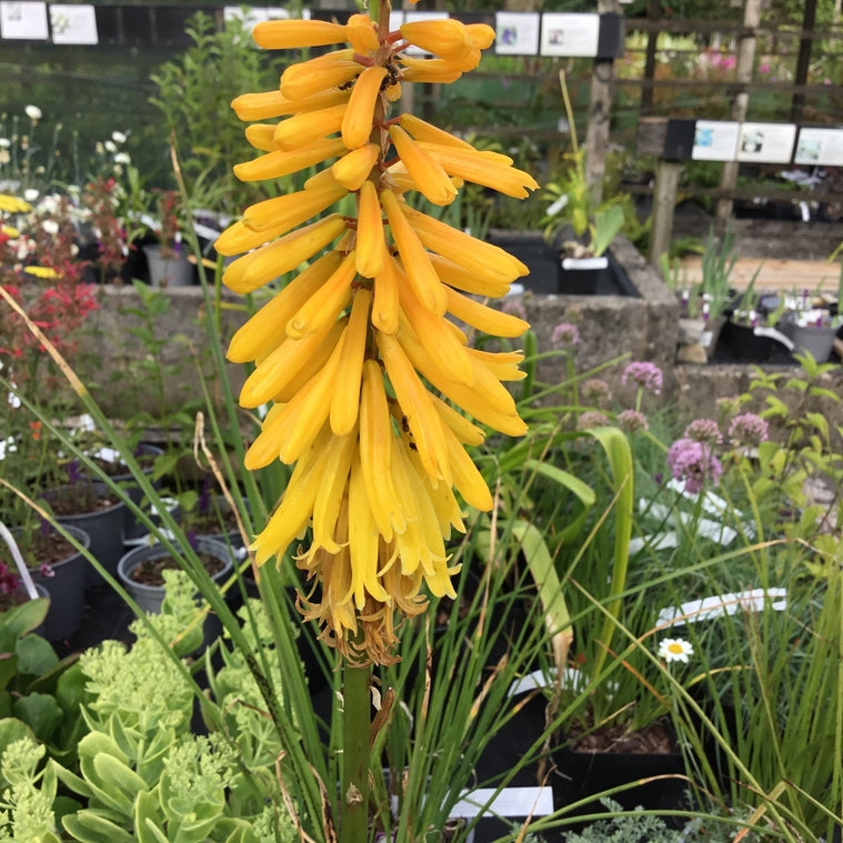 Kniphofia ‘Drunmore Apricot’