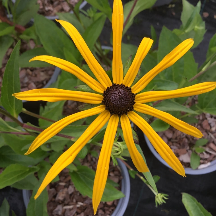 Rudbeckia fulgida var. sullivantii 'Goldsturm' AGM