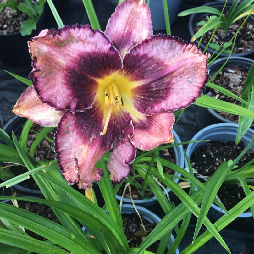 Hemerocallis 'Macbeth'