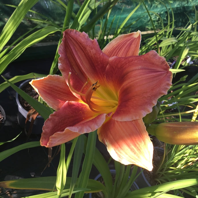 Hemerocallis 'Avant Garde'