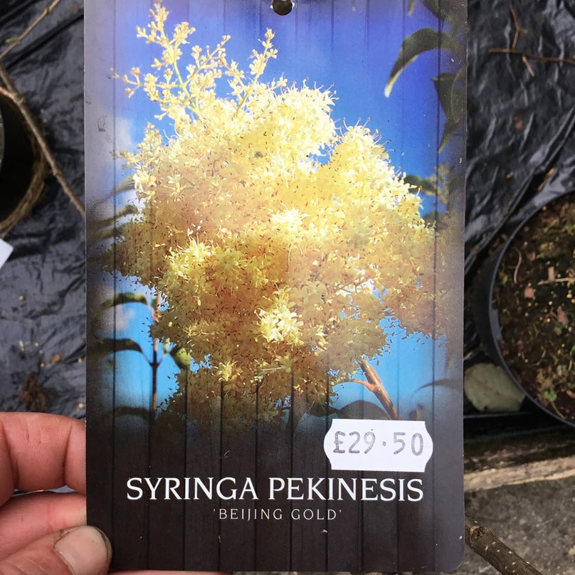 Syringa pekinensis 'Beijing Gold'
