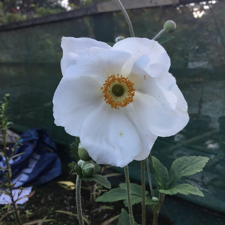 Anemone x hybrida 'Honorine Jobert' AGM (Windflower)