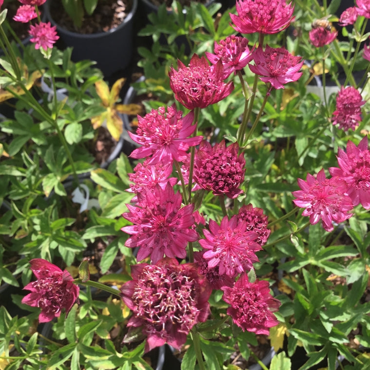 Astrantia 'Capri'