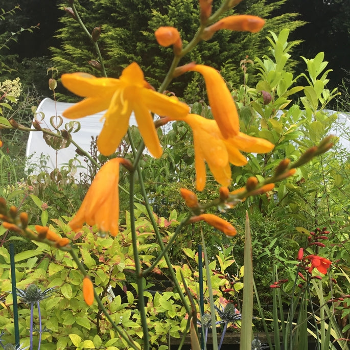 Crocosmia 'Voyager'