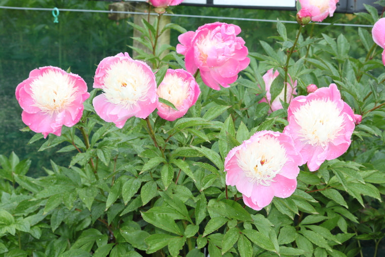 Paeonia lactiflora 'Bowl of Beauty' AGM