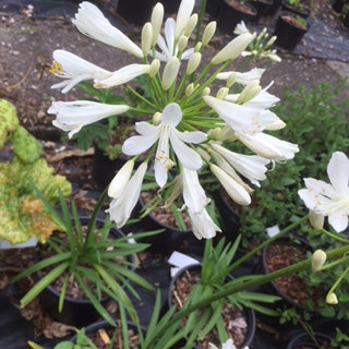 Agapanthus 'Sea Coral'