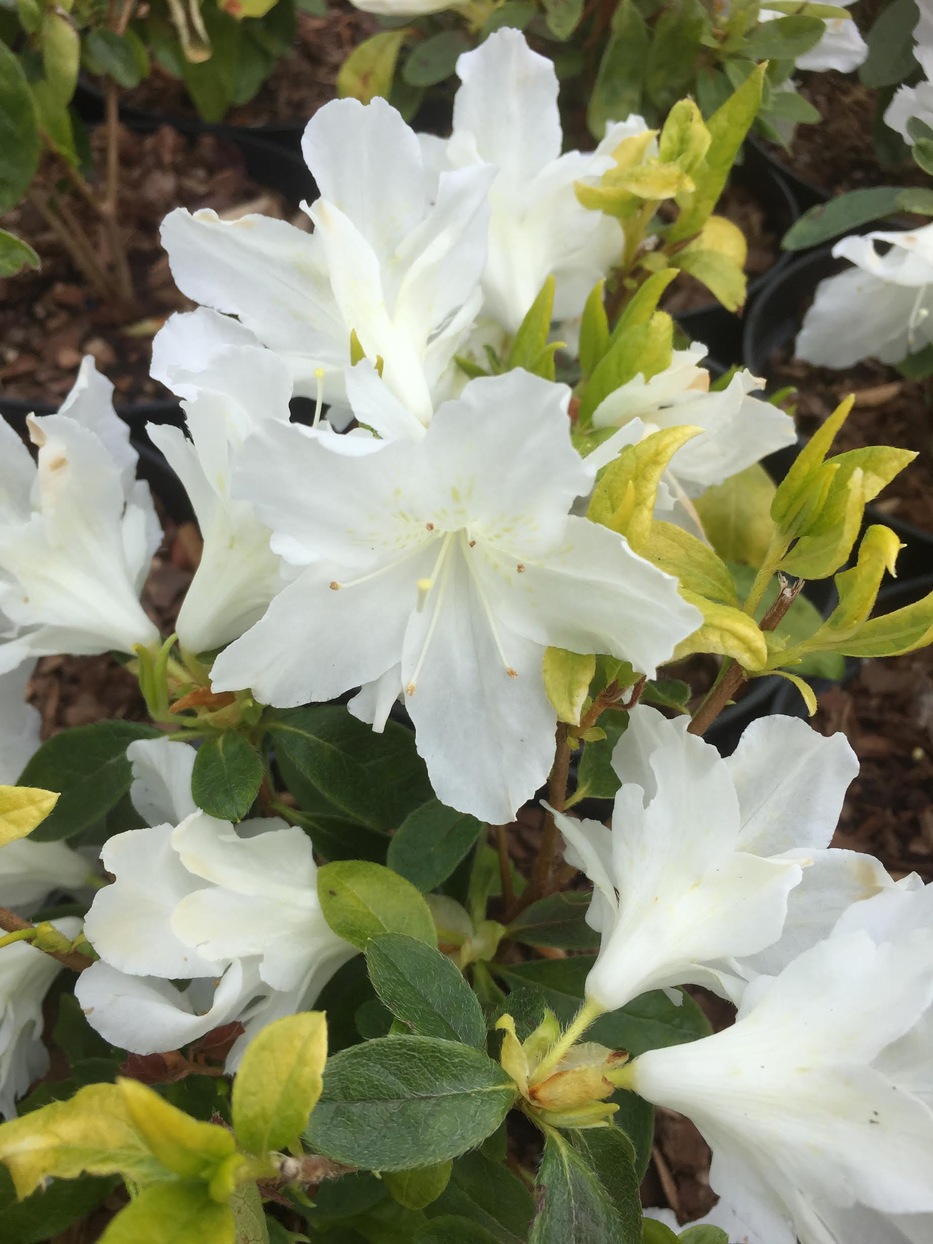 Azalea japonica 'Adonis'AGM
